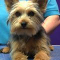 How to prepare a Yorkshire Terrier for a show