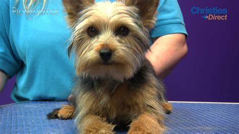 How to prepare a Yorkshire Terrier for a show