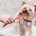 How to prevent Yorkie dental problems