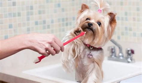 How to prevent Yorkie dental problems