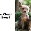 How to prevent Yorkie eye infections