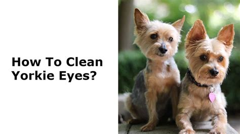 How to prevent Yorkie eye infections