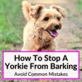 How to prevent Yorkie from barking at neighbors