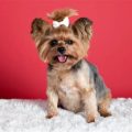 How to prevent Yorkie from becoming overweight