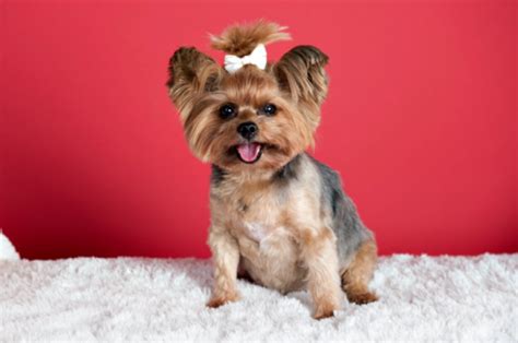 How to prevent Yorkie from becoming overweight