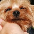 How to prevent Yorkie from biting nails