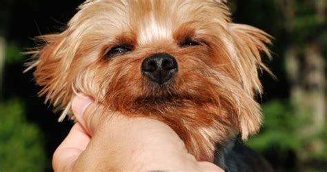 How to prevent Yorkie from biting nails