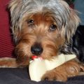 How to prevent Yorkie from chewing furniture