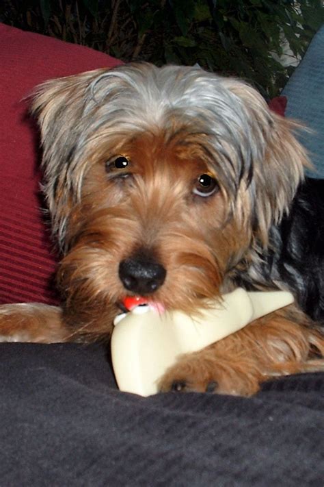 How to prevent Yorkie from chewing furniture