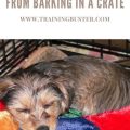 How to prevent Yorkie from overeating