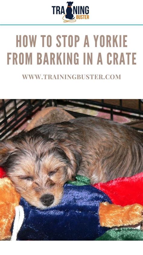 How to prevent Yorkie from overeating