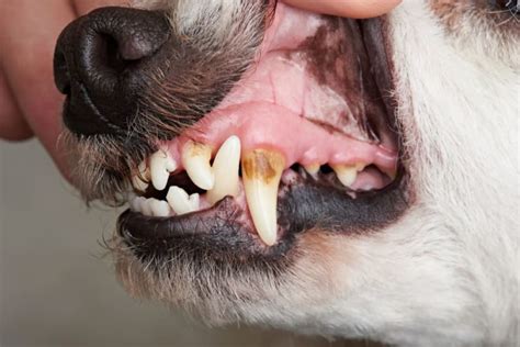 How to prevent Yorkie gum disease