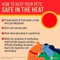 How to prevent Yorkie heatstroke