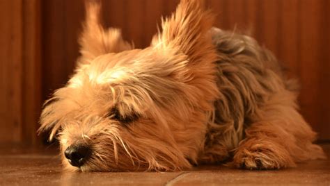 How to prevent Yorkie hip problems