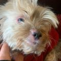 How to prevent Yorkie skin allergies