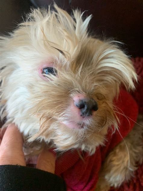 How to prevent Yorkie skin allergies