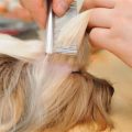 How to prevent Yorkie’s fur from matting