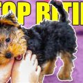 How to prevent a Yorkshire Terrier from biting