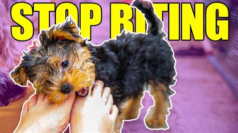 How to prevent a Yorkshire Terrier from biting