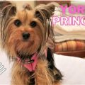 How to prevent hair mats in a Yorkshire Terrier