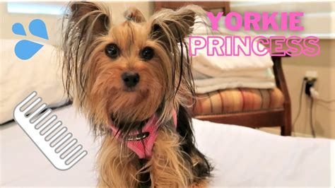 How to prevent hair mats in a Yorkshire Terrier