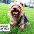 How to protect Yorkie from hot weather