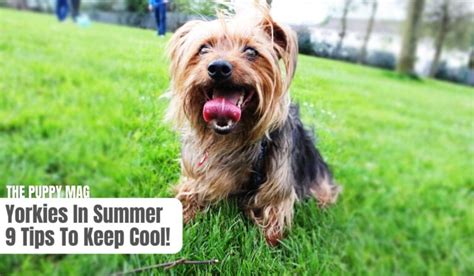 How to protect Yorkie from hot weather