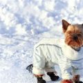 How to protect a Yorkshire Terrier in cold weather