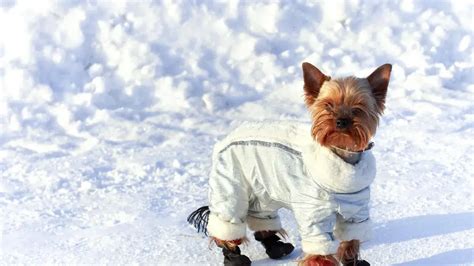 How to protect a Yorkshire Terrier in cold weather