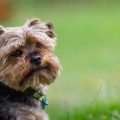 How to recognize Yorkie allergies to pollen