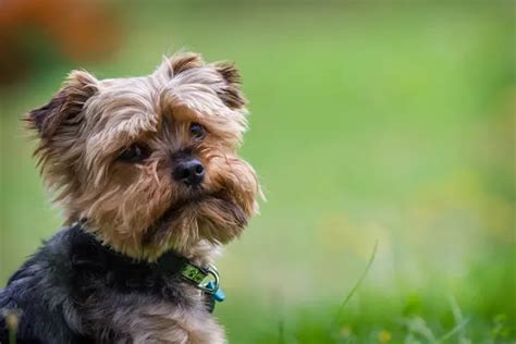 How to recognize Yorkie allergies to pollen