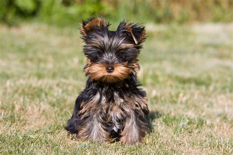 How to recognize a good Yorkshire Terrier breeder