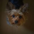 How to reduce Yorkie’s anxiety