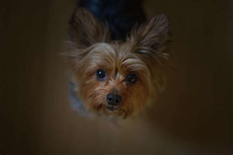 How to reduce Yorkie’s anxiety