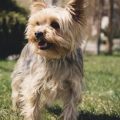 How to reduce Yorkie’s bad breath