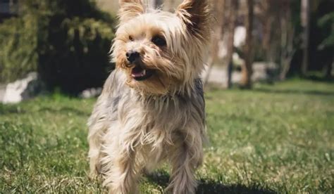 How to reduce Yorkie’s bad breath