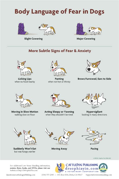 How to reduce Yorkie’s fearful behavior