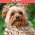 How to reduce Yorkie’s shedding