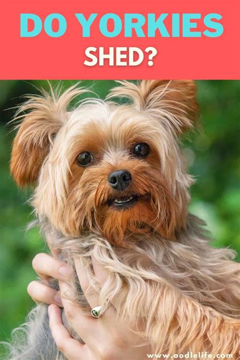 How to reduce Yorkie’s shedding