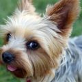 How to select the best toys for Yorkshire Terriers