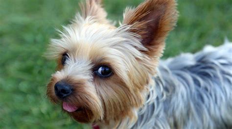 How to select the best toys for Yorkshire Terriers