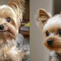 How to spot signs of Yorkie aging