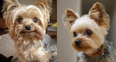 How to spot signs of Yorkie aging