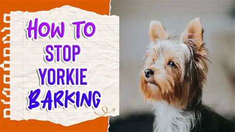 How to stop Yorkie from begging