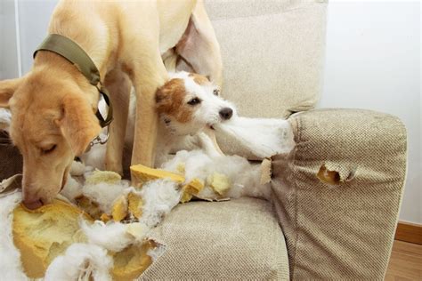 How to stop Yorkie from chewing furniture