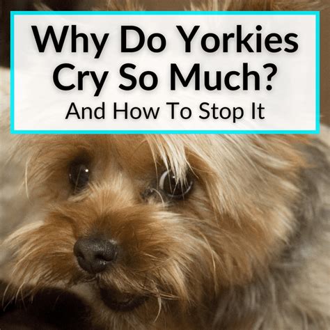 How to stop Yorkie from whining