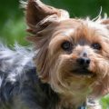 How to stop a Yorkshire Terrier from chewing