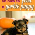 How to teach Yorkie to eat slowly