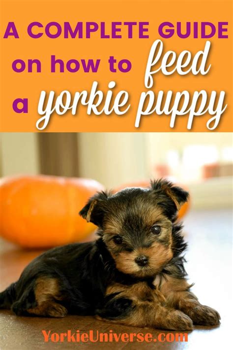 How to teach Yorkie to eat slowly