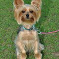 How to teach a Yorkshire Terrier basic commands